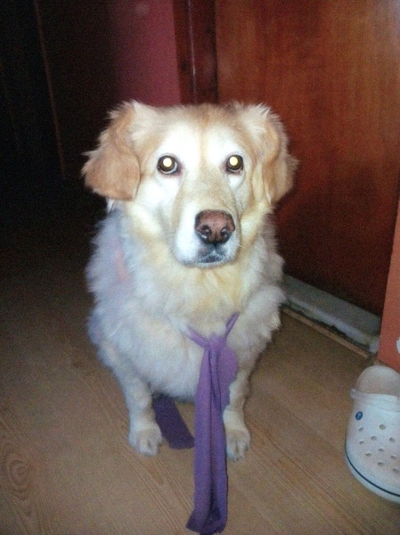 Golden Retriever, Köpek  naga fotoğrafı