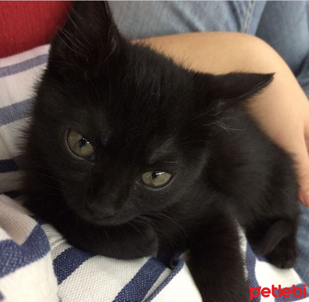 Tekir Kedi, Kedi  Mia fotoğrafı