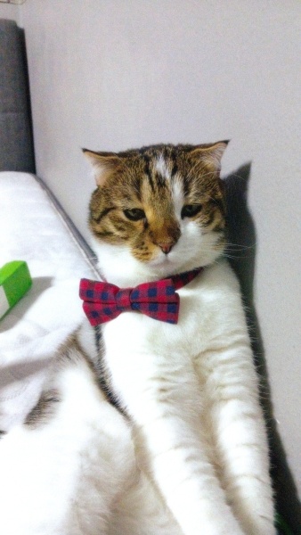 Tekir Kedi, Kedi  zuko fotoğrafı