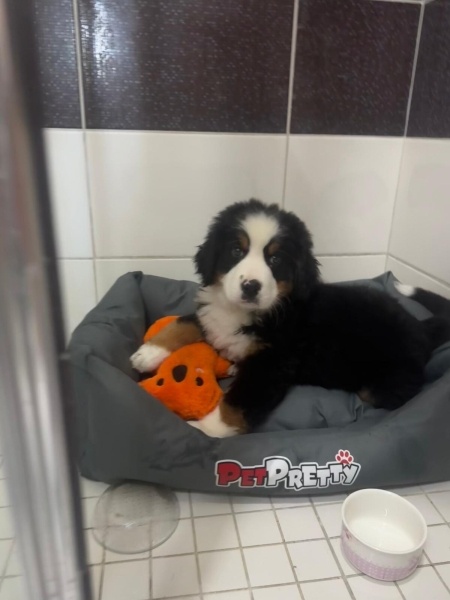 Bernese Dağ Köpeği, Köpek  Bernese fotoğrafı