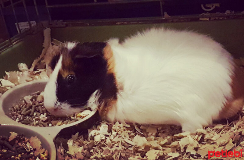 Guinea Pig, Kemirgen  Turşu fotoğrafı