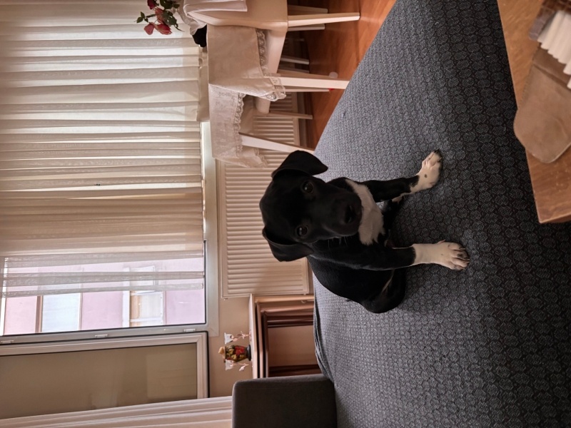 Jack Russell Terrier, Köpek  Cino fotoğrafı