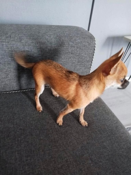 Chihuahua, Köpek  Gofret fotoğrafı