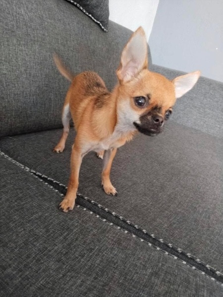 Chihuahua, Köpek  Gofret fotoğrafı