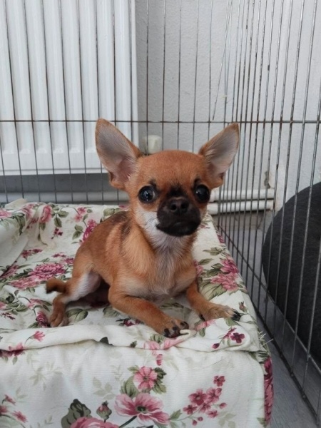 Chihuahua, Köpek  Gofret fotoğrafı