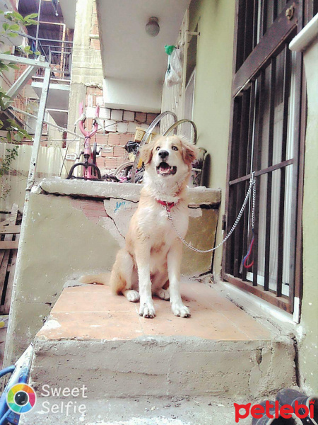 Golden Retriever, Köpek  boncuk fotoğrafı