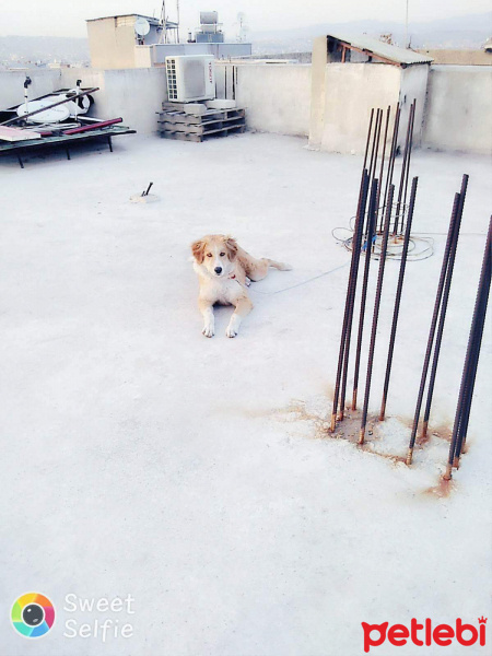 Golden Retriever, Köpek  boncuk fotoğrafı