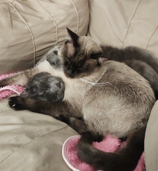 Siyam Kedisi, Kedi  Lotus fotoğrafı