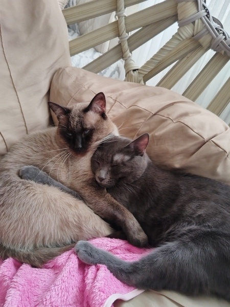 Siyam Kedisi, Kedi  Lotus fotoğrafı