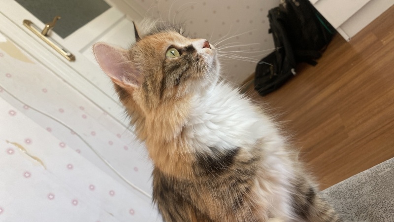 Norwegian Forest, Kedi  Armut fotoğrafı