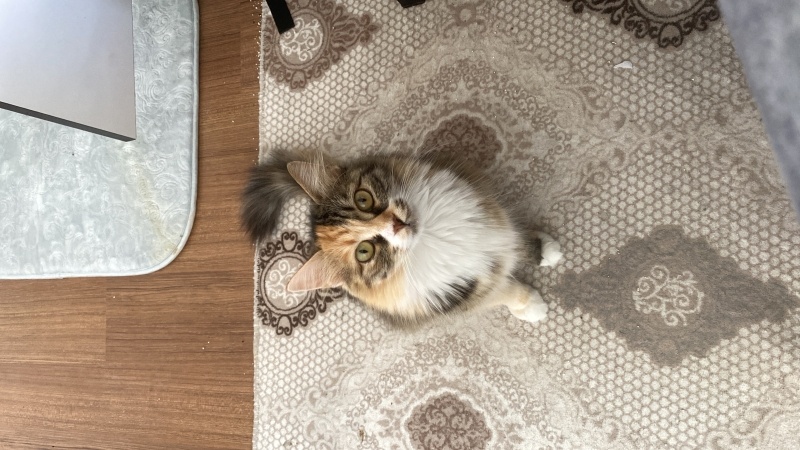 Norwegian Forest, Kedi  Armut fotoğrafı