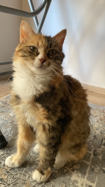 Norwegian Forest, Kedi  Armut fotoğrafı