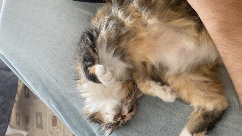 Norwegian Forest, Kedi  Armut fotoğrafı