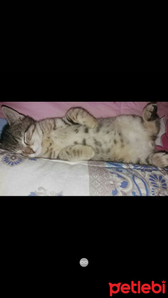 Tekir Kedi, Kedi  Cosmic  fotoğrafı