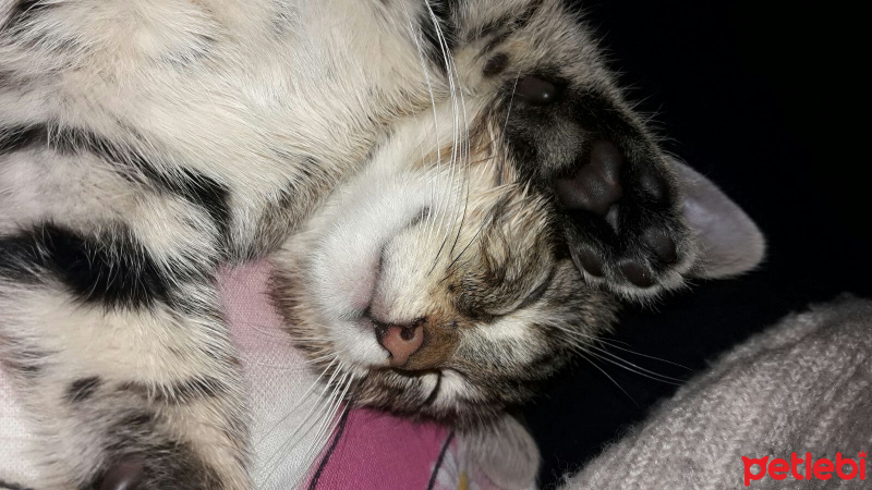 Tekir Kedi, Kedi  Cosmic  fotoğrafı