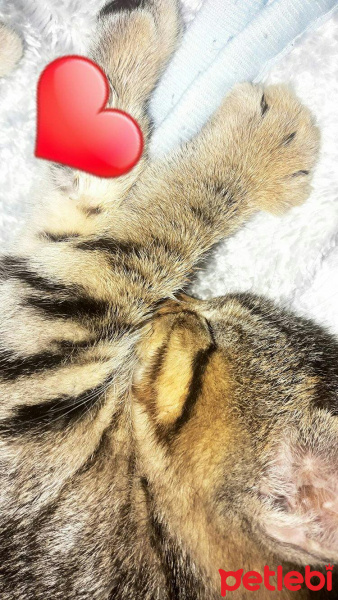 Tekir Kedi, Kedi  Cosmic  fotoğrafı