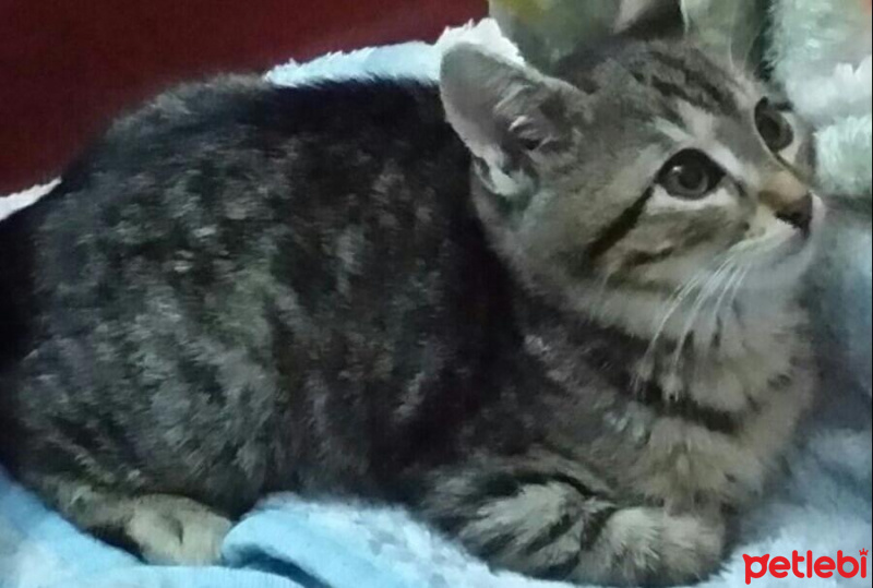 Tekir Kedi, Kedi  Cosmic  fotoğrafı