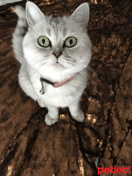 British Shorthair, Kedi  Maya fotoğrafı