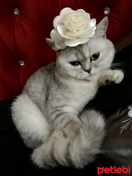 British Shorthair, Kedi  Maya fotoğrafı