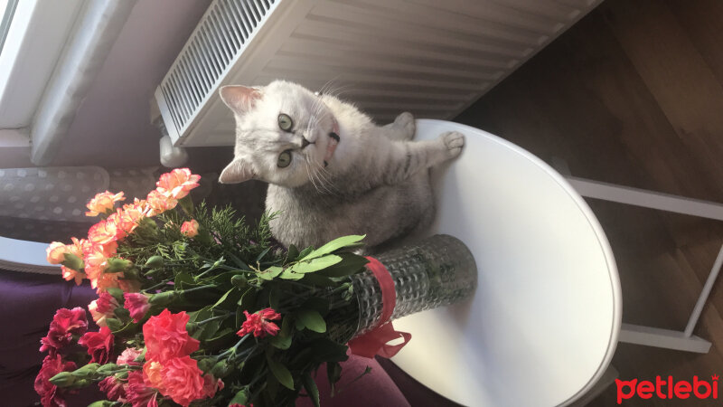 British Shorthair, Kedi  Maya fotoğrafı