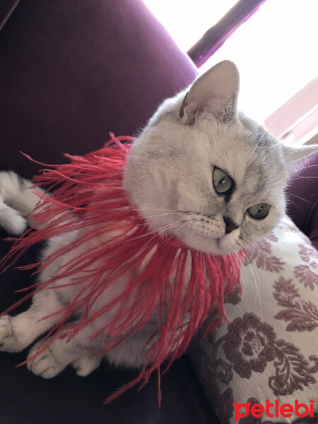 British Shorthair, Kedi  Maya fotoğrafı