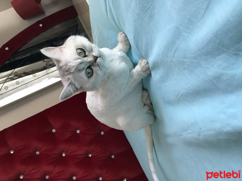 British Shorthair, Kedi  Maya fotoğrafı