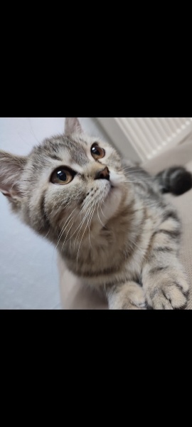 Tekir Kedi, Kedi  Turşunaz fotoğrafı
