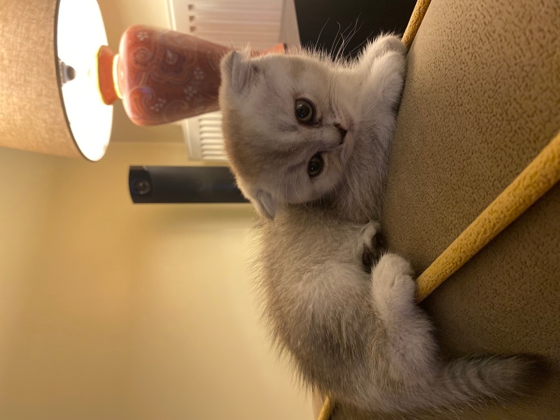 Scottish Fold, Kedi  Lola fotoğrafı