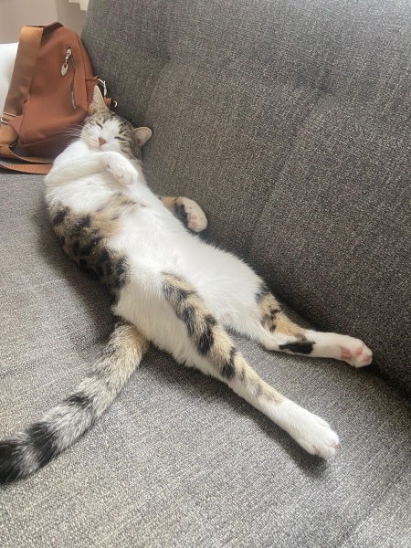Tekir Kedi, Kedi  Ares fotoğrafı