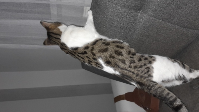 Tekir Kedi, Kedi  Ares fotoğrafı