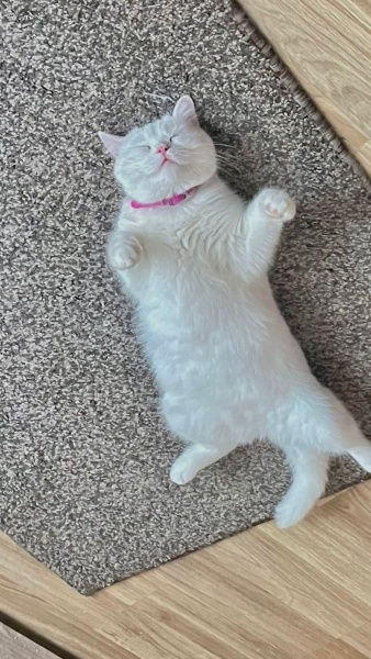 British Shorthair, Kedi  Bonny fotoğrafı