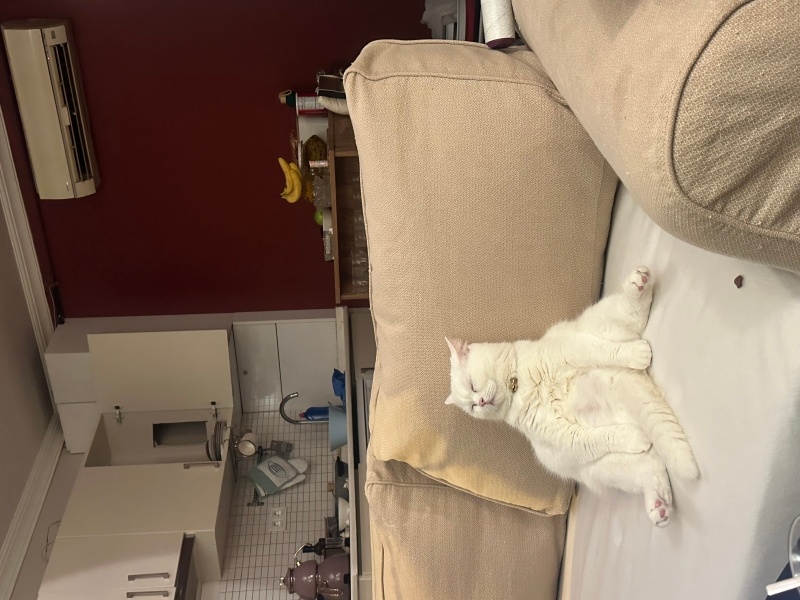 British Shorthair, Kedi  Bonny fotoğrafı