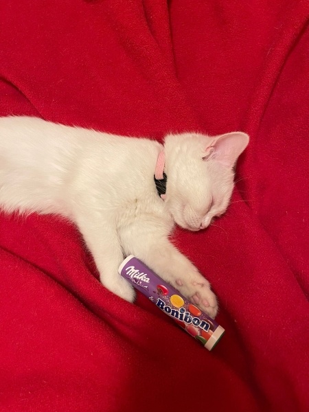 British Shorthair, Kedi  Bonny fotoğrafı