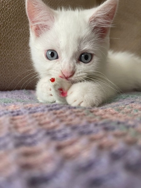 British Shorthair, Kedi  Bonny fotoğrafı