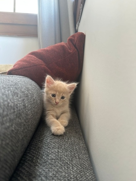 Sarman, Kedi  Ciro fotoğrafı