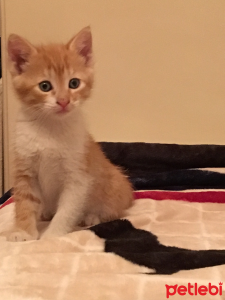 Tekir Kedi, Kedi  Sarıman fotoğrafı