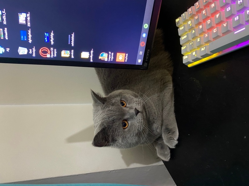 British Shorthair, Kedi  Odin fotoğrafı