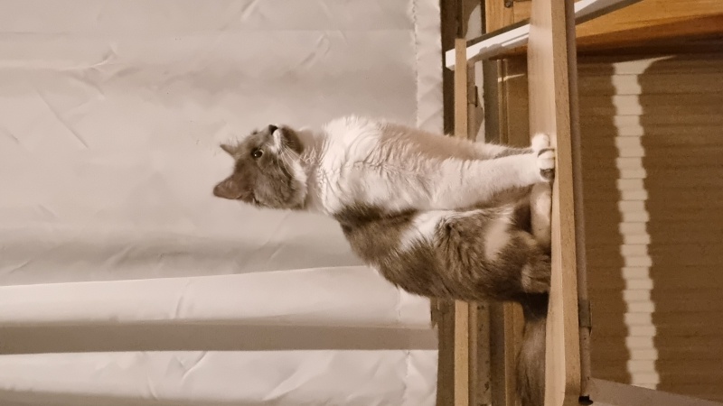 Ankara Kedisi, Kedi  Zico fotoğrafı