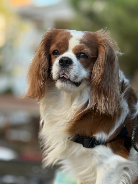Cavalier King Charles Spanieli, Köpek  Oscar fotoğrafı