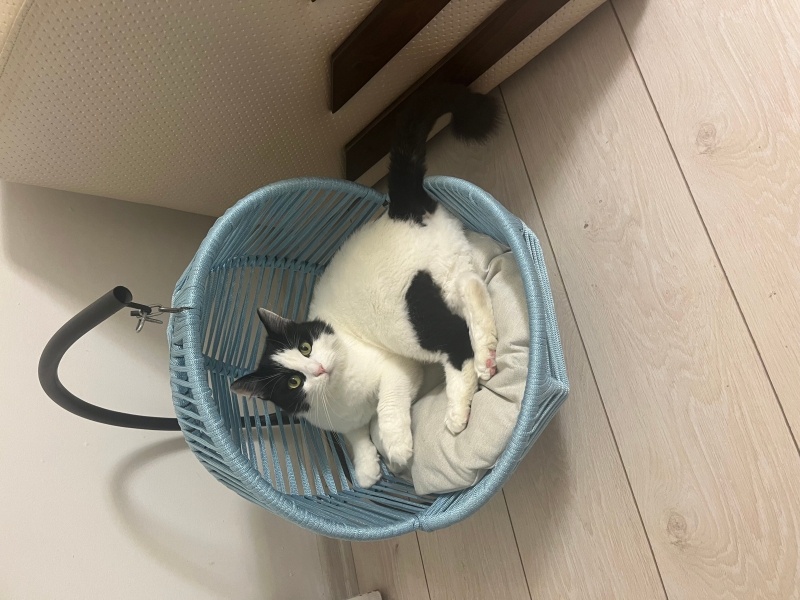 Tuxedo (Smokin) Kedi, Kedi  PAMUK fotoğrafı