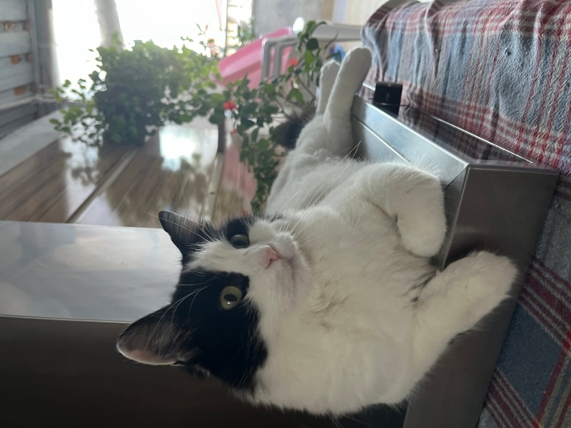 Tuxedo (Smokin) Kedi, Kedi  PAMUK fotoğrafı