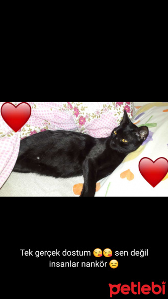Tekir Kedi, Kedi  Boncuk fotoğrafı