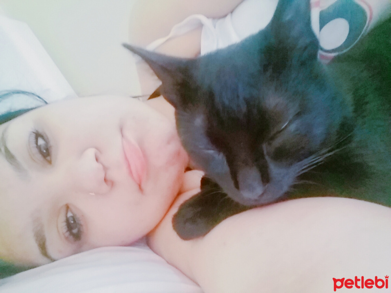 Tekir Kedi, Kedi  Boncuk fotoğrafı