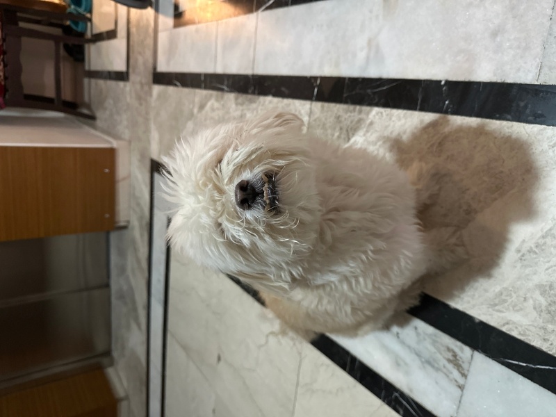 Maltese, Köpek  Mocha fotoğrafı