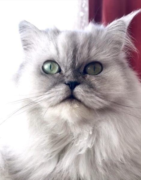 Chinchilla, Kedi  bihter fotoğrafı