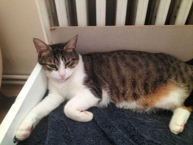 Tekir Kedi, Kedi  Manolya fotoğrafı