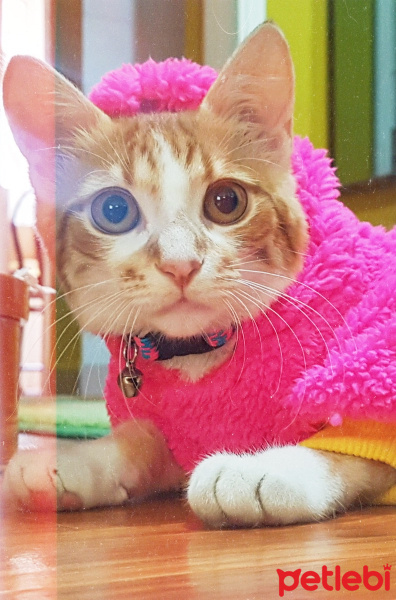 Tekir Kedi, Kedi  Mia fotoğrafı