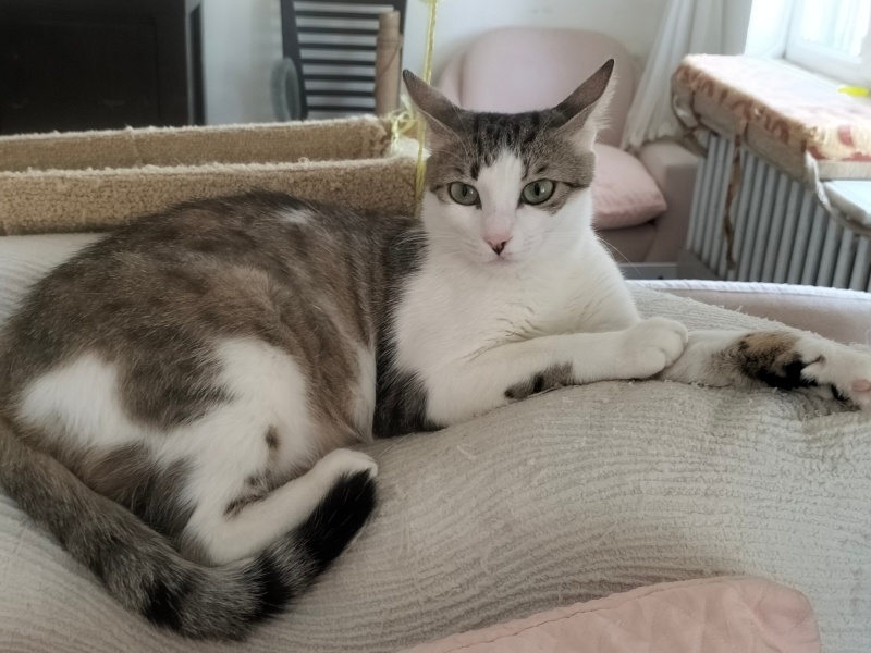 Tekir Kedi, Kedi  Peri fotoğrafı