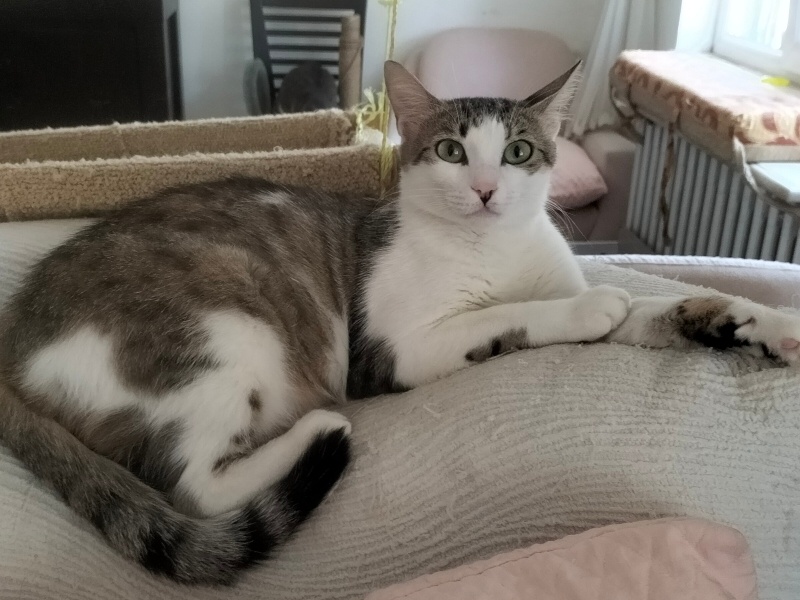 Tekir Kedi, Kedi  Peri fotoğrafı