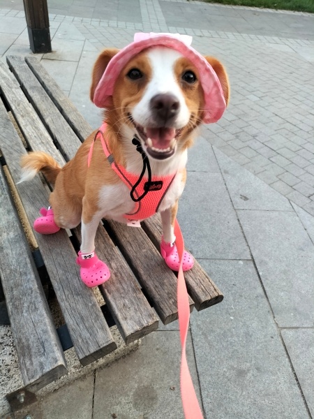 Jack Russell Terrier, Köpek  Petek fotoğrafı